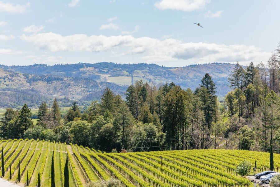 San Francisco: Luxury Small-Group Wine Tour of Napa Valley - V. Sattui: a seated, family-run tasting with history behind every pour