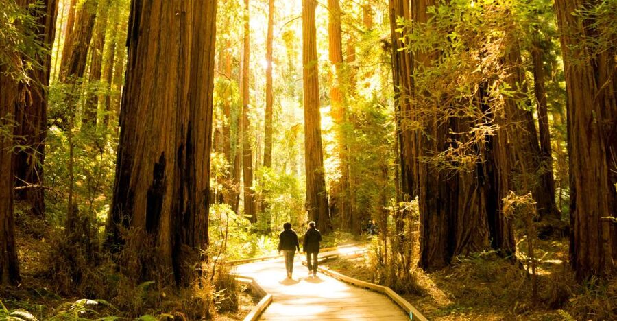 San Francisco: Muir Woods and Sausalito Experience - Key Highlights You’ll Actually Feel During This Trip