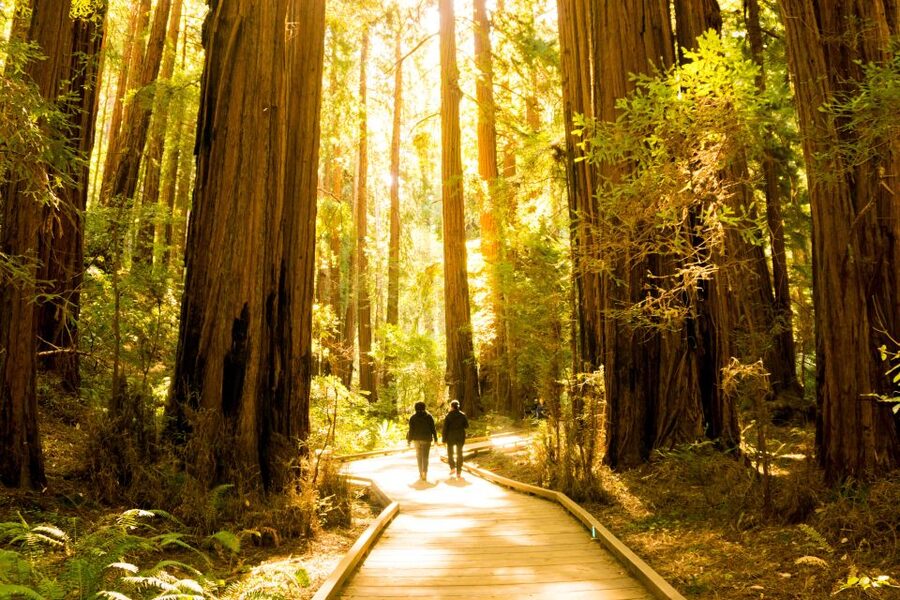 San Francisco: Muir Woods and Sausalito Experience - Walking Smarter: Paved Paths, Hill Trails, and What to Wear