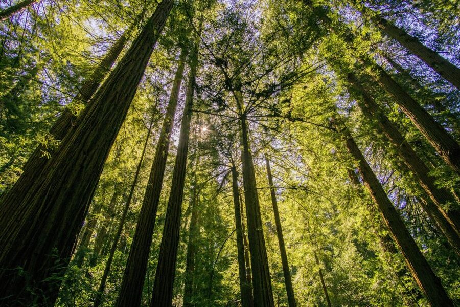 San Francisco: Muir Woods and Sausalito Experience - Price and Value: What $99 Buys You in Real Terms