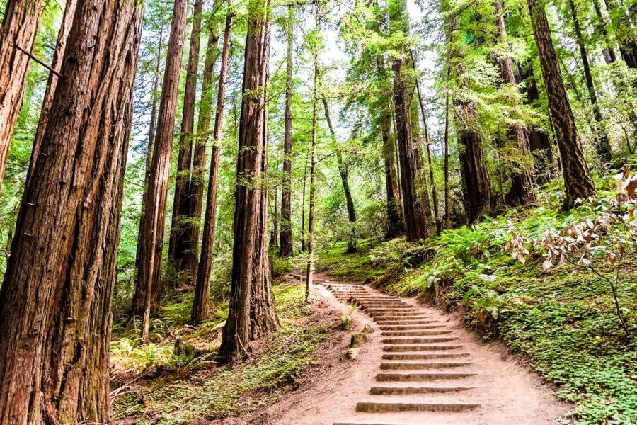 San Francisco: Muir Woods and Sausalito Half-Day Trip - The guide factor: why narration often makes the difference