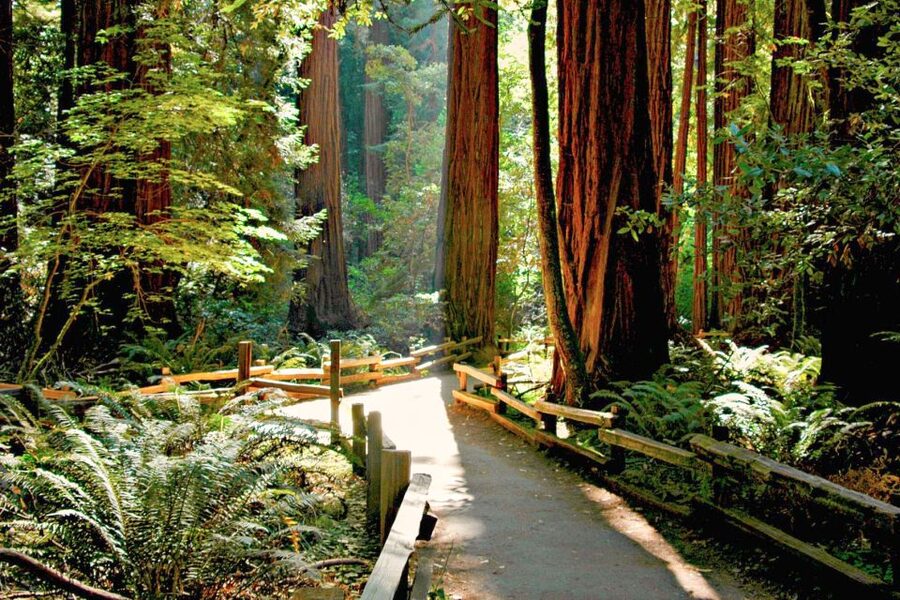 San Francisco: Muir Woods and Sausalito Half-Day Trip - Muir Woods National Monument: your hour-and-a-half among the tallest trees