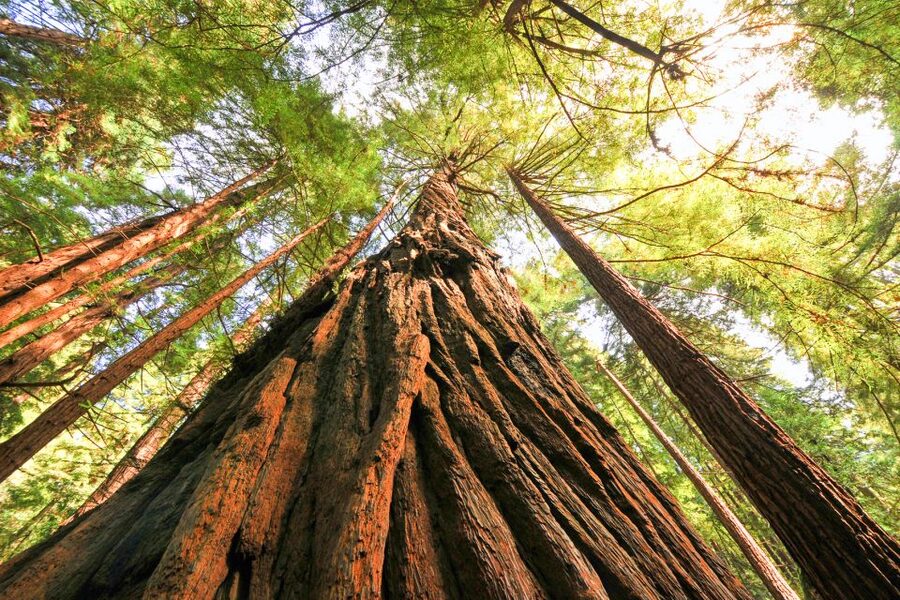 San Francisco: Muir Woods and Sausalito Half-Day Trip - Return to San Francisco: bus drop-off, plus a ferry option