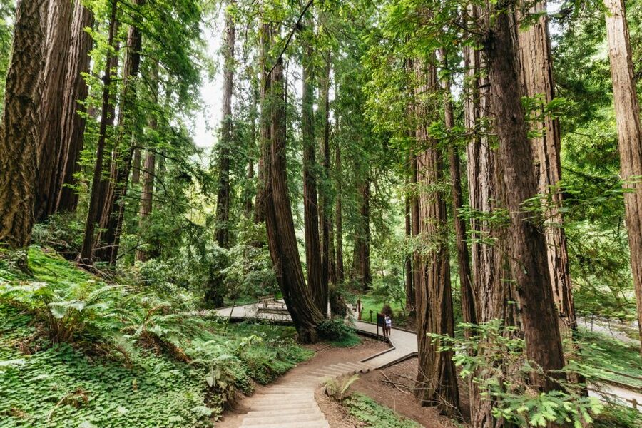 San Francisco: Muir Woods and Sausalito Small-Group Tour - Golden Gate Bridge Stop: How to Use 10 Minutes Like a Pro