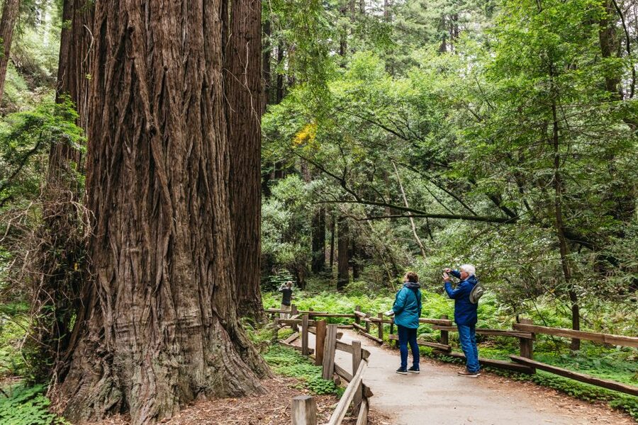 San Francisco: Muir Woods, Napa & Sonoma Valley Wine Tour - The bus ride between nature and wine: views, timing, and good guide energy