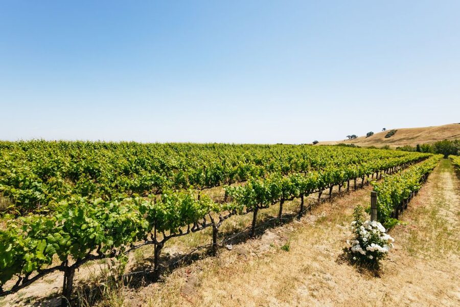 San Francisco: Muir Woods, Napa & Sonoma Valley Wine Tour - Mayo Family Winery: a guided tasting with a family-feel start