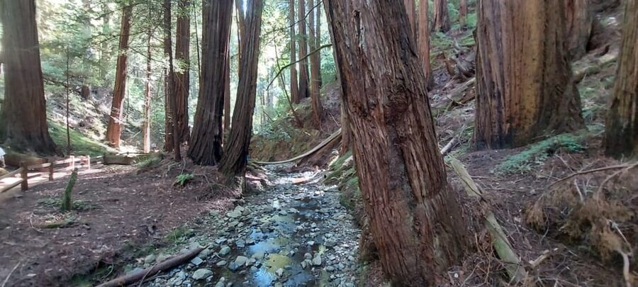 San Francisco: Muir Woods, Sausalito, & Alcatraz Night Tour - Price and value: what’s included in $179