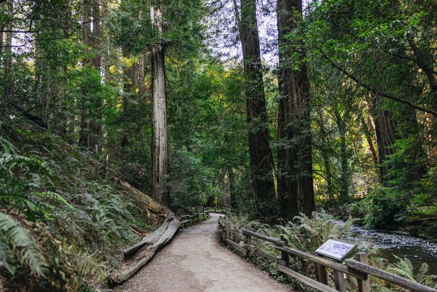 San Francisco: Muir Woods, Sausalito and SF Bay Cruise - Sausalito for an hour: harbor charm, hillside homes, and floating houses
