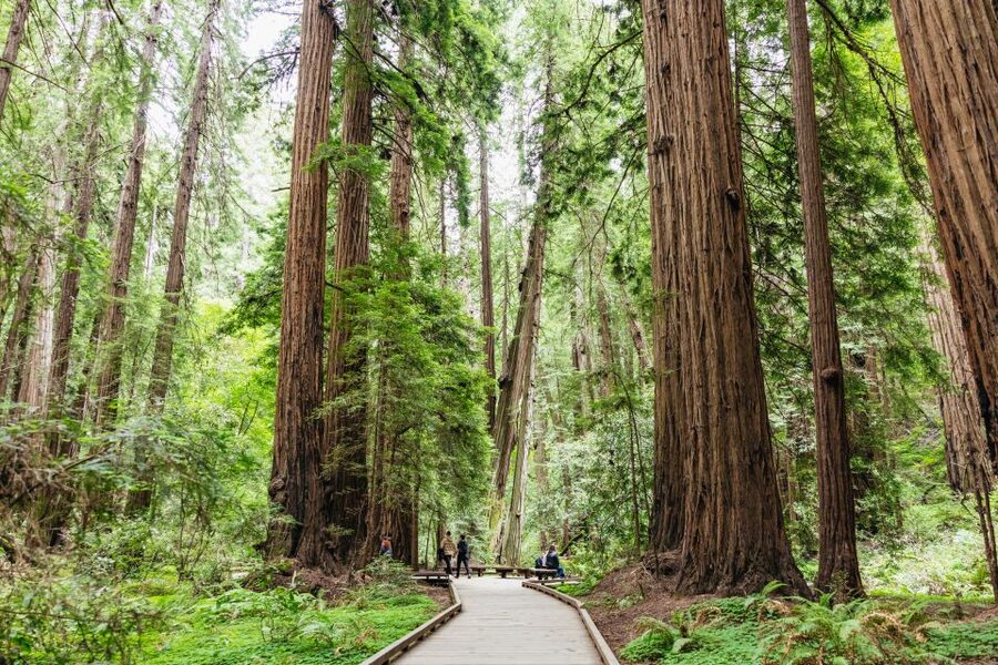 San Francisco: Muir Woods & Sausalito Tour with Ferry Option - Optional bike tour: when you want more active time