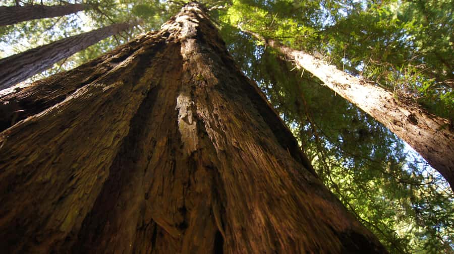 San Francisco: Muir Woods Tour & Golden Gate Bay Cruise - From Fisherman’s Wharf to redwoods: the start of your day