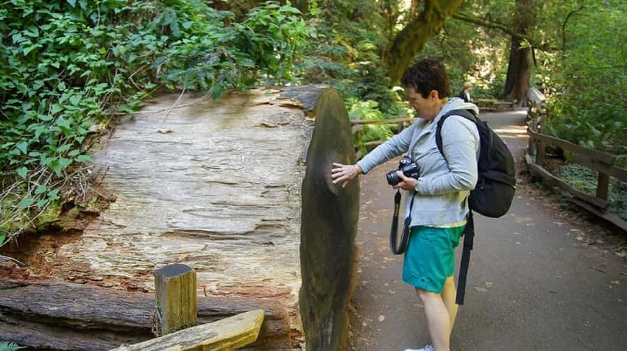 San Francisco: Muir Woods Tour & Golden Gate Bay Cruise - What makes the redwoods special: a forest that changes your pace