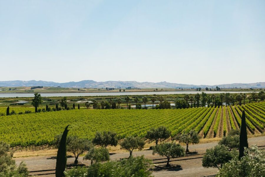 San Francisco: Napa and Sonoma Valley Wine Tour - Who this tour is perfect for (and who should pass)