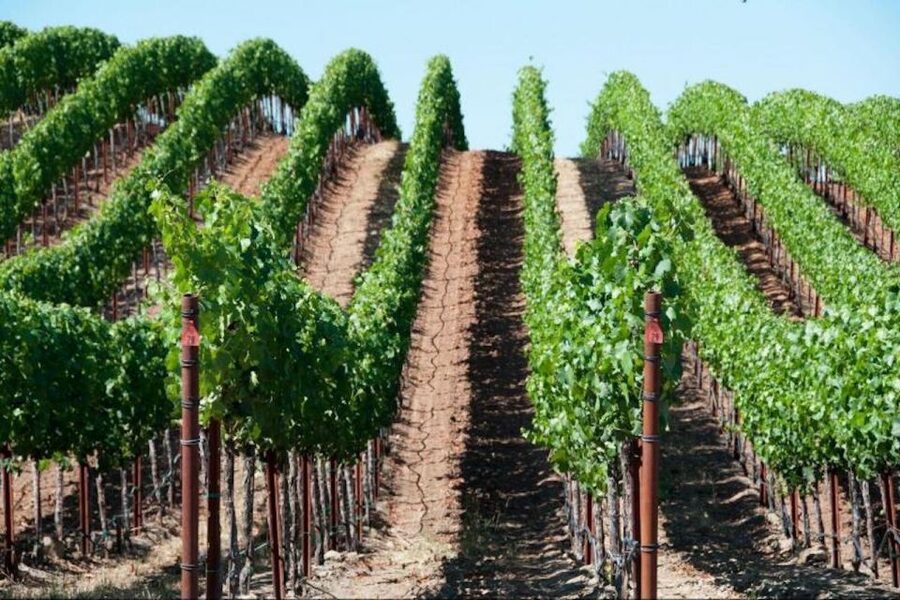 San Francisco: Napa Valley Half-Day Wine Tour with Tastings - The two winery stops: what you’re actually buying with your $109