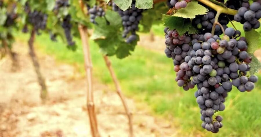 San Francisco: Napa Valley Half-Day Wine Tour with Tastings - How to enjoy 3–5 tastings per stop (without getting overwhelmed)