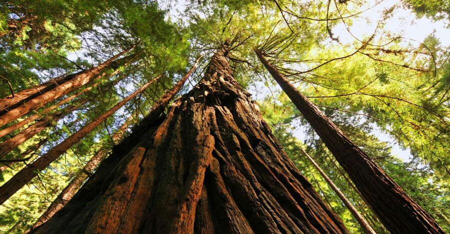 San Francisco: Private Muir Woods and Sausalito Tour - From Hotel Door to Golden Gate: How the Pickup Works