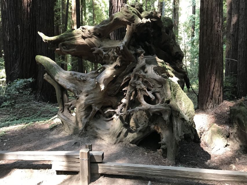 San Francisco: Private Muir Woods and Sausalito Tour - The Golden Gate Drive: Why the Timing Matters