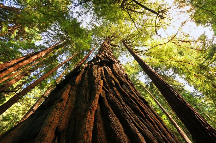 San Francisco: Private Muir Woods and Sausalito Tour - Who Should Book This Muir Woods and Sausalito Tour