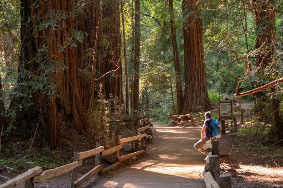 San Francisco: Private Muir Woods and Sausalito Tour - Should You Book This Private Tour?