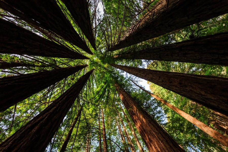 San Francisco: Private Muir Woods and Sausalito Tour - Muir Woods: 90 Minutes With Real Coast Redwoods