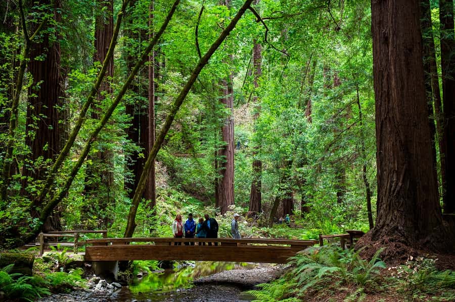 San Francisco: Redwood & Wine Country Tour with Lunch & Wine - A one-day mix of old-growth redwoods and Napa-Sonoma tastings