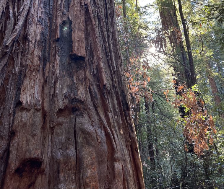 San Francisco's Wild Side, Ecotour With Meteorologist - Monarch Bear Grove, Shakespeare Garden, and the park’s quieter details