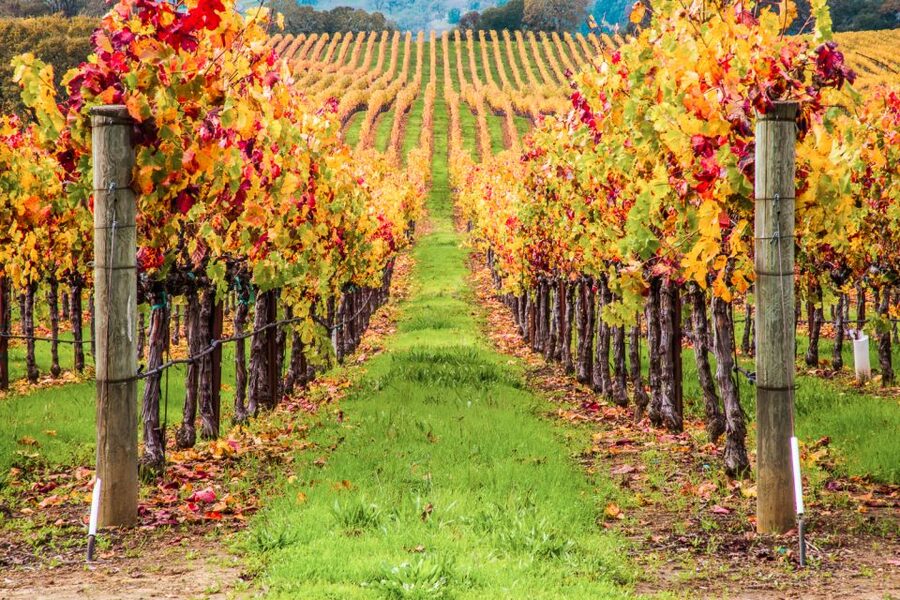 San Francisco: Sonoma Wine Country Tour with Tastings - Who this tour fits best (and who might want something else)