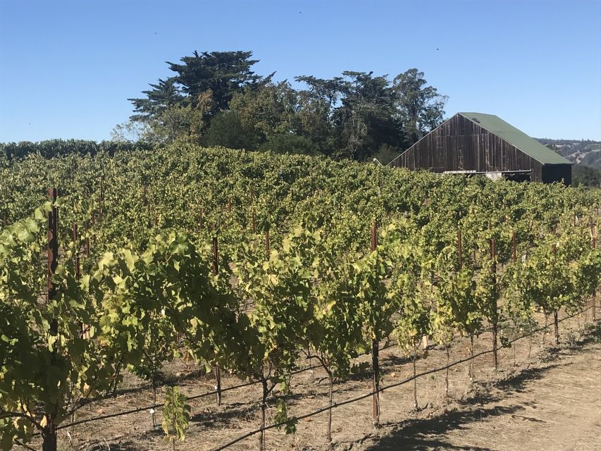 San Francisco: Sonoma Wine Country Tour with Tastings - Sonoma town time: where to land for lunch and how to use it well