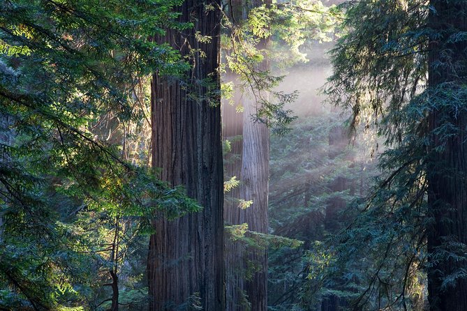 San Francisco Super Saver: Grand City Tour plus Muir Woods & Sausalito Day Trip - Golden Gate Park Drive-By, Castro, Chinatown, and North Beach