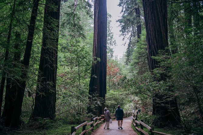 San Francisco Super Saver: Muir Woods & Wine Country w/ optional Gourmet Lunch - Napa’s RuVango Winery: vineyard tour first, then a tasting flight