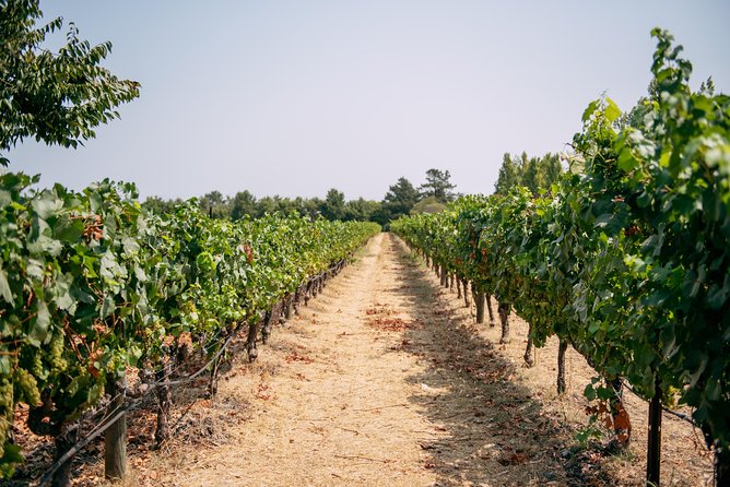 San Francisco Super Saver: Muir Woods & Wine Country w/ optional Gourmet Lunch - Sonoma Plaza lunch: quick reset plus the option to upgrade