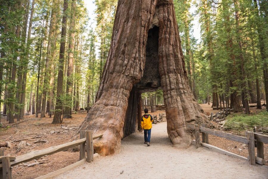 San Francisco to/from Yosemite National Park: 1-Way Transfer - How the 6-hour ride feels: comfort, Wi‑Fi, and an English-speaking driver-guide