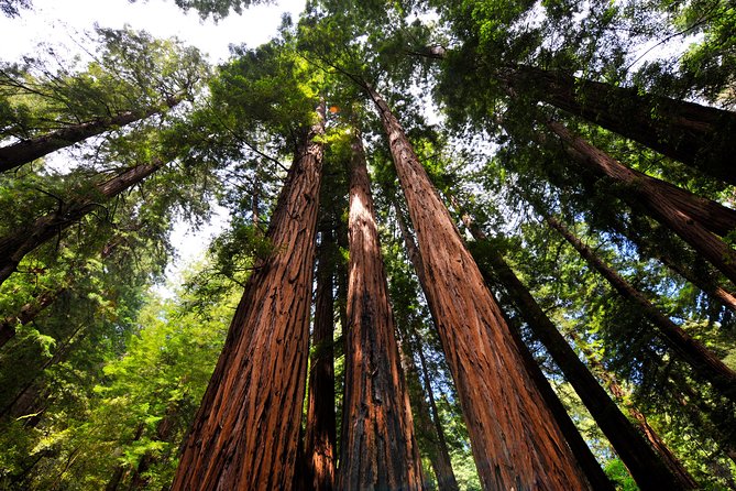 San Francisco to Muir Woods Shuttle - Sausalito Waterfront Plans (Morning Departure Option + Ferry Idea)