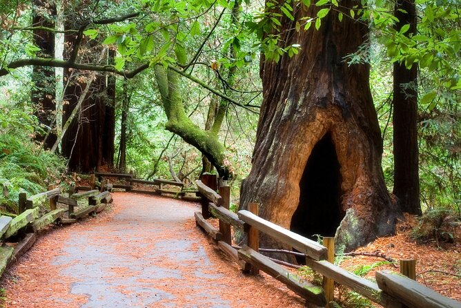 San Francisco to Muir Woods Shuttle - Price and Value: What $79 Buys (and What’s On You)