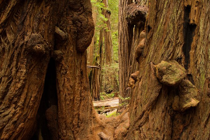 San Francisco to Muir Woods Shuttle - Practical Tips: Timing, Bathrooms, and Photo Stops That Matter
