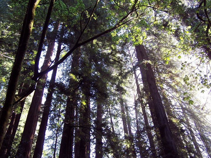 SF: Guided Muir Woods Tour & Hop-On Hop-Off Tour (Save 15%) - The drive over Golden Gate Bridge: why the transfer is part of the experience