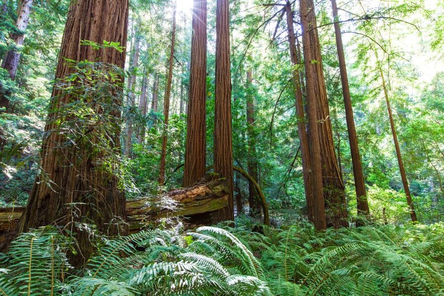 SF: Muir Woods, Sausalito, Golden Gate Bridge Private Tour - Key highlights at a glance