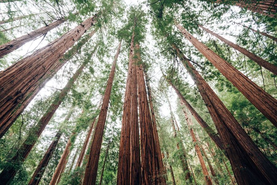 SF: Muir Woods, Sausalito, Golden Gate Bridge Private Tour - Sausalito Time: Pastel Streets, Art Shops, and Bay Views