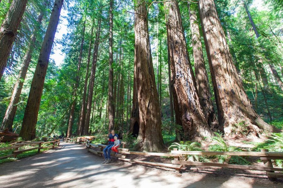 SF: Muir Woods, Sausalito, Golden Gate Bridge Private Tour - Guide Power: When Marciano and Fred Make the Difference