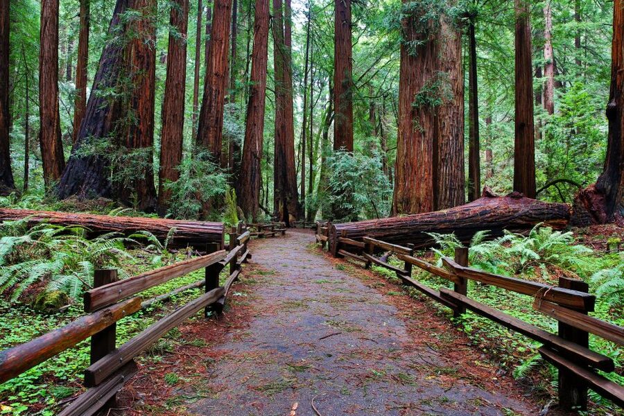 SF: Muir Woods, Sausalito, Golden Gate Bridge Private Tour - Logistics That Matter: Pickup, Timing, and What to Bring