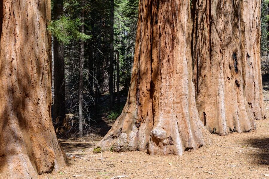 SF: Muir Woods, Sausalito, Golden Gate Bridge Private Tour - Golden Gate Bridge Drive: Iconic Red Views on Your Terms