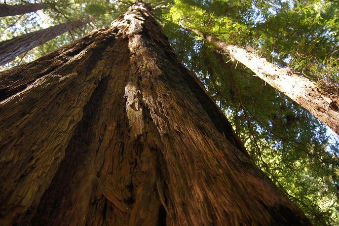 Shore Excursion from SF: Guided Tour to Muir Woods and Sausalito - Timing and logistics: how it fits a port schedule