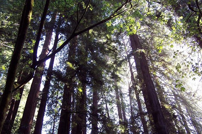 Shore Excursion from SF: Guided Tour to Muir Woods and Sausalito - Muir Woods National Monument: 90 minutes among 260-foot redwoods