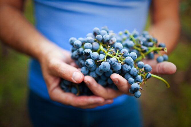 Small-Group Giant Redwoods and Russian River Wine Country Trip - Price and value: what $189 buys you on this route