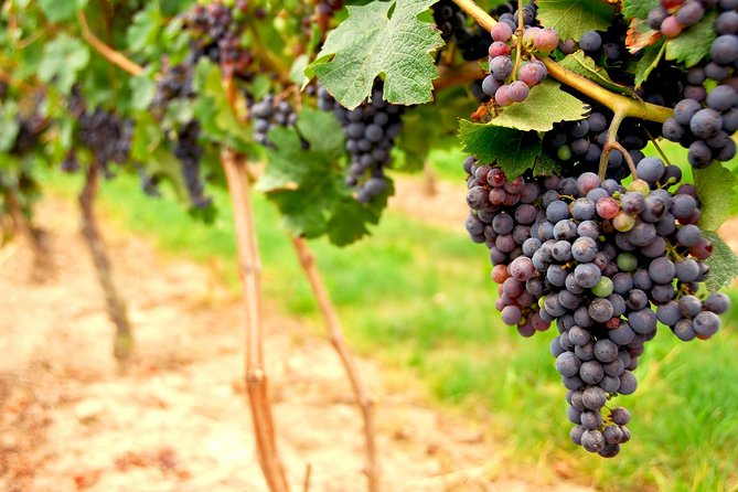Small Group Napa and Sonoma Full-Day Wine Tour from San Francisco - Golden Gate Morning: getting to Napa and Sonoma without the stress