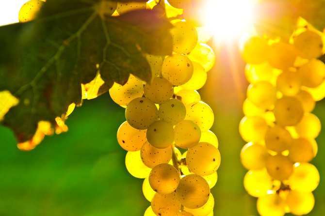 Small Group Napa and Sonoma Full-Day Wine Tour from San Francisco - Tips to make your day run smoothly (not just look good on paper)