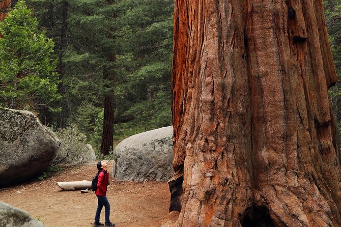 Small Group Redwoods, California Coast & Sausalito Day Trip from San Francisco - Price and value: what $119 buys you on a full 10-hour loop