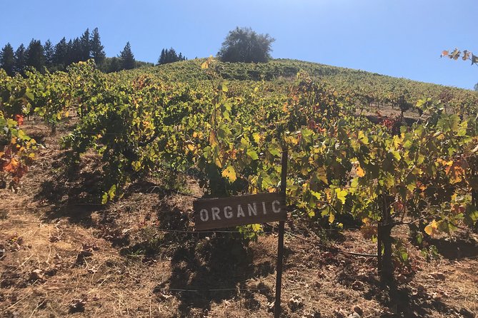 Small-Group Wine Country Tour from San Francisco with Tastings - Sausalito Boardwalk and Optional Ferry: The Bay Views Wrap-Up
