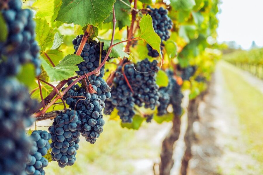 Sonoma County: Tasting Pass (Choose 1, 2, or 90 Days) - Sonoma County Tasting Pass: what it really feels like