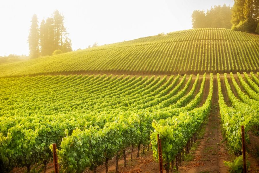 Sonoma County: Tasting Pass (Choose 1, 2, or 90 Days) - How the 1-day, 2-day, and 90-day rules change your strategy