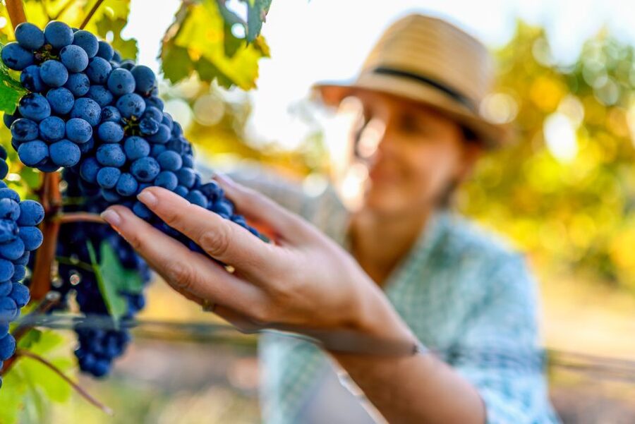 Sonoma County: Tasting Pass (Choose 1, 2, or 90 Days) - Choosing stops: more than big-name wineries